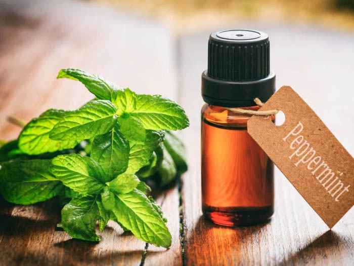 History of Peppermint Oil
